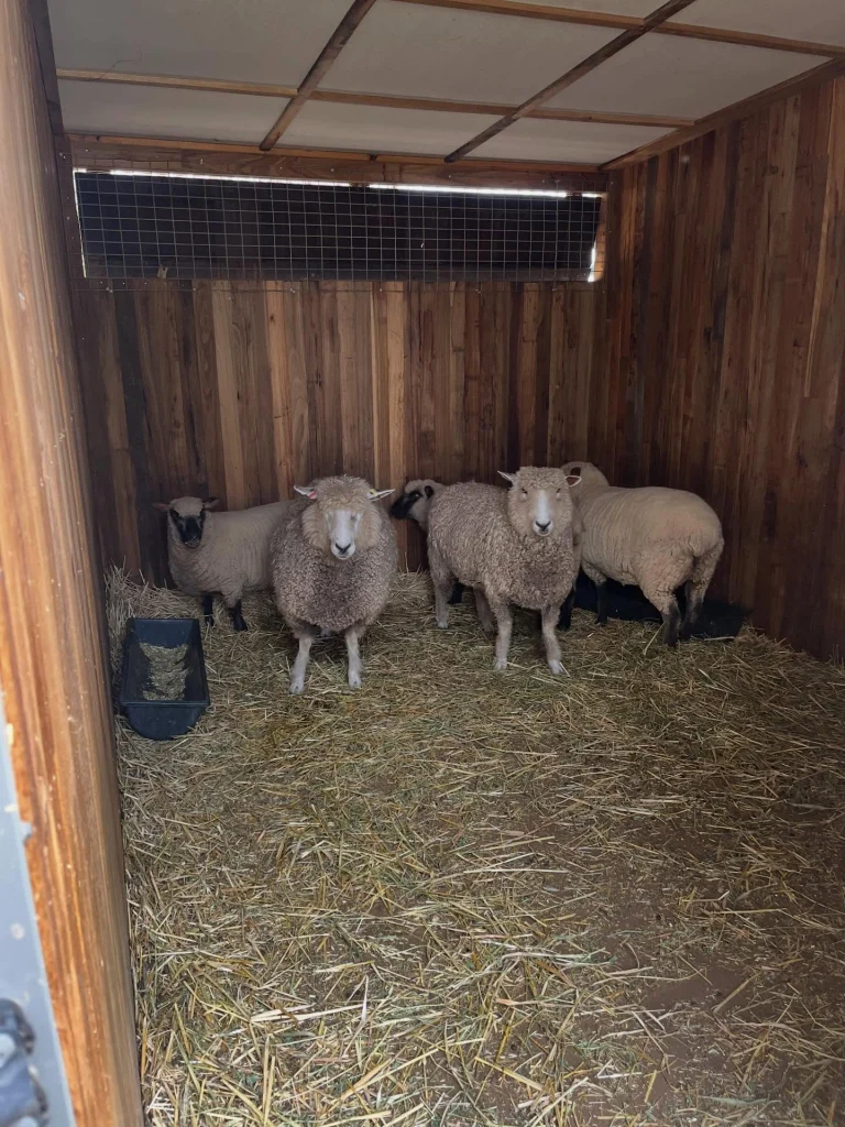 Instagram post from tiranorarebreedsfarm. This post is in position 4.