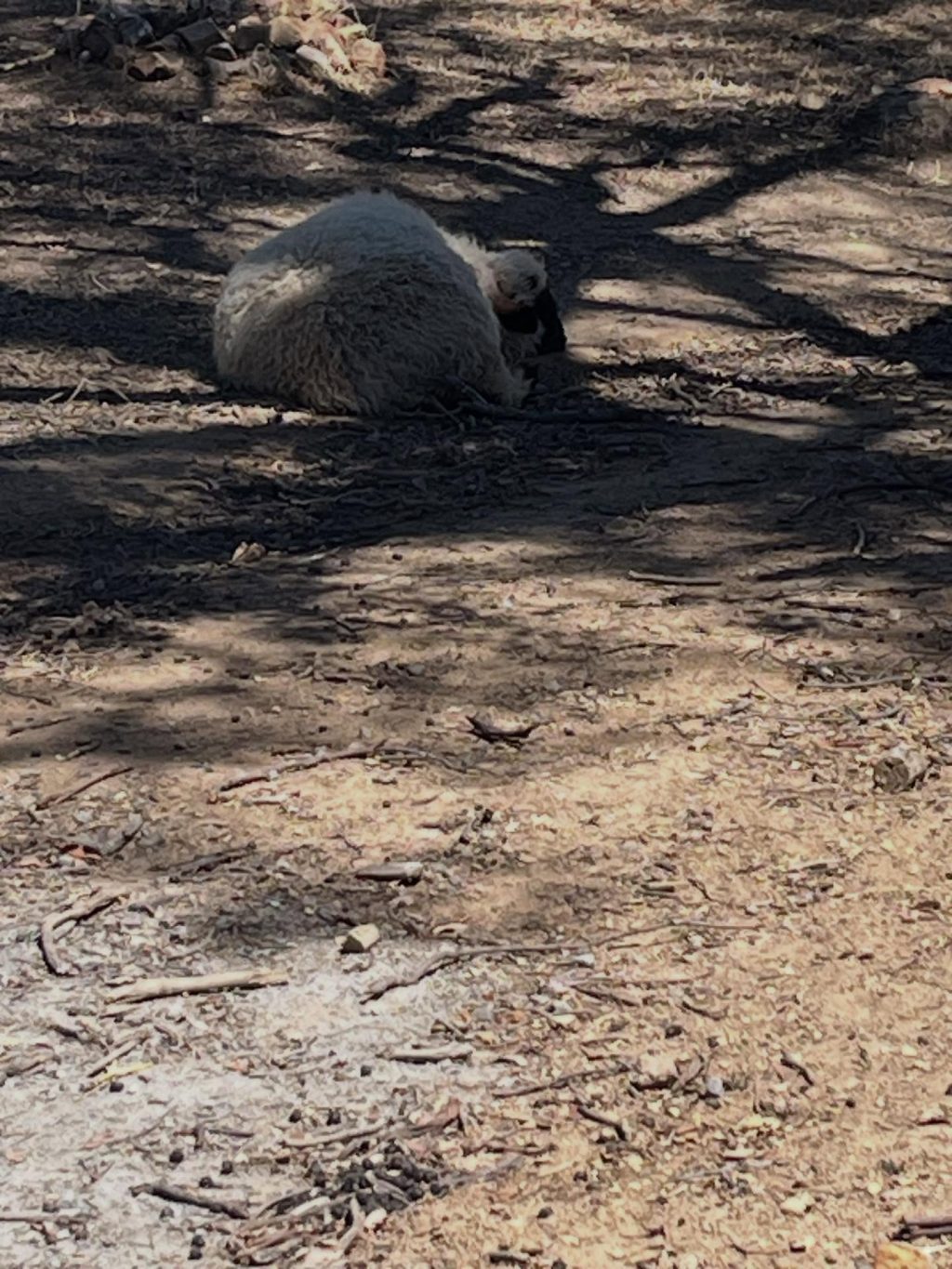 Instagram post from tiranorarebreedsfarm. This post is in position 3.