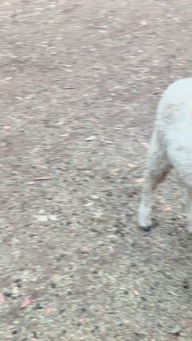 Instagram post from tiranorarebreedsfarm. This post is in position 2.