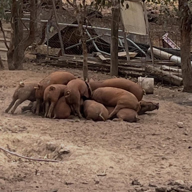 Instagram post from tiranorarebreedsfarm. This post is in position 3.