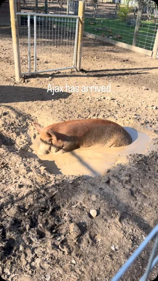 Instagram post from tiranorarebreedsfarm. This post is in position 1.