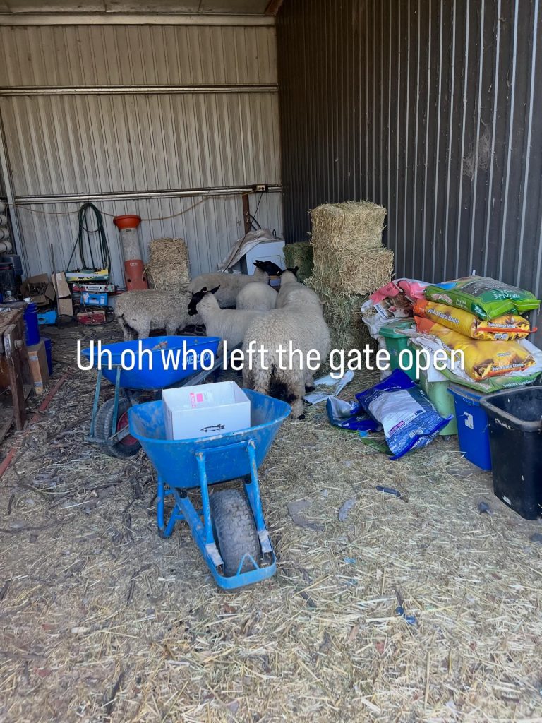 Instagram post from tiranorarebreedsfarm. This post is in position 1.