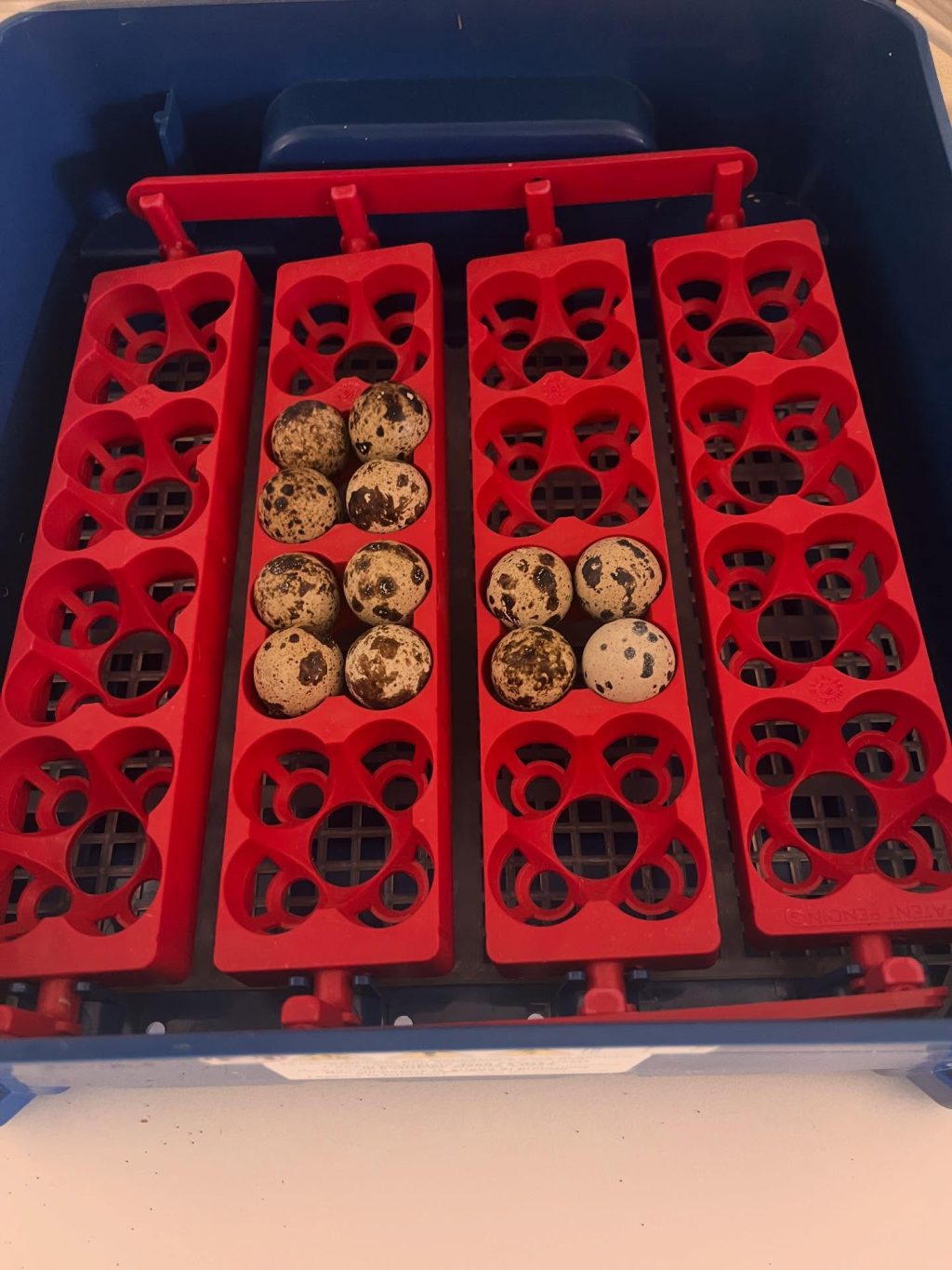 Instagram post from tiranorarebreedsfarm. This post is in position 4.