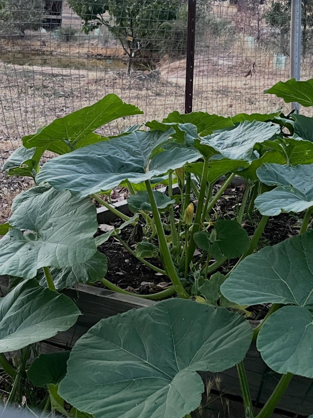 Instagram post from tiranorarebreedsfarm. This post is in position 3.