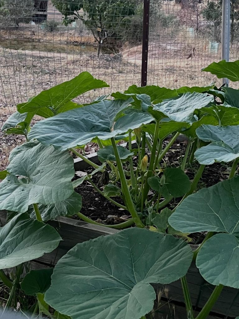 Instagram post from tiranorarebreedsfarm. This post is in position 4.