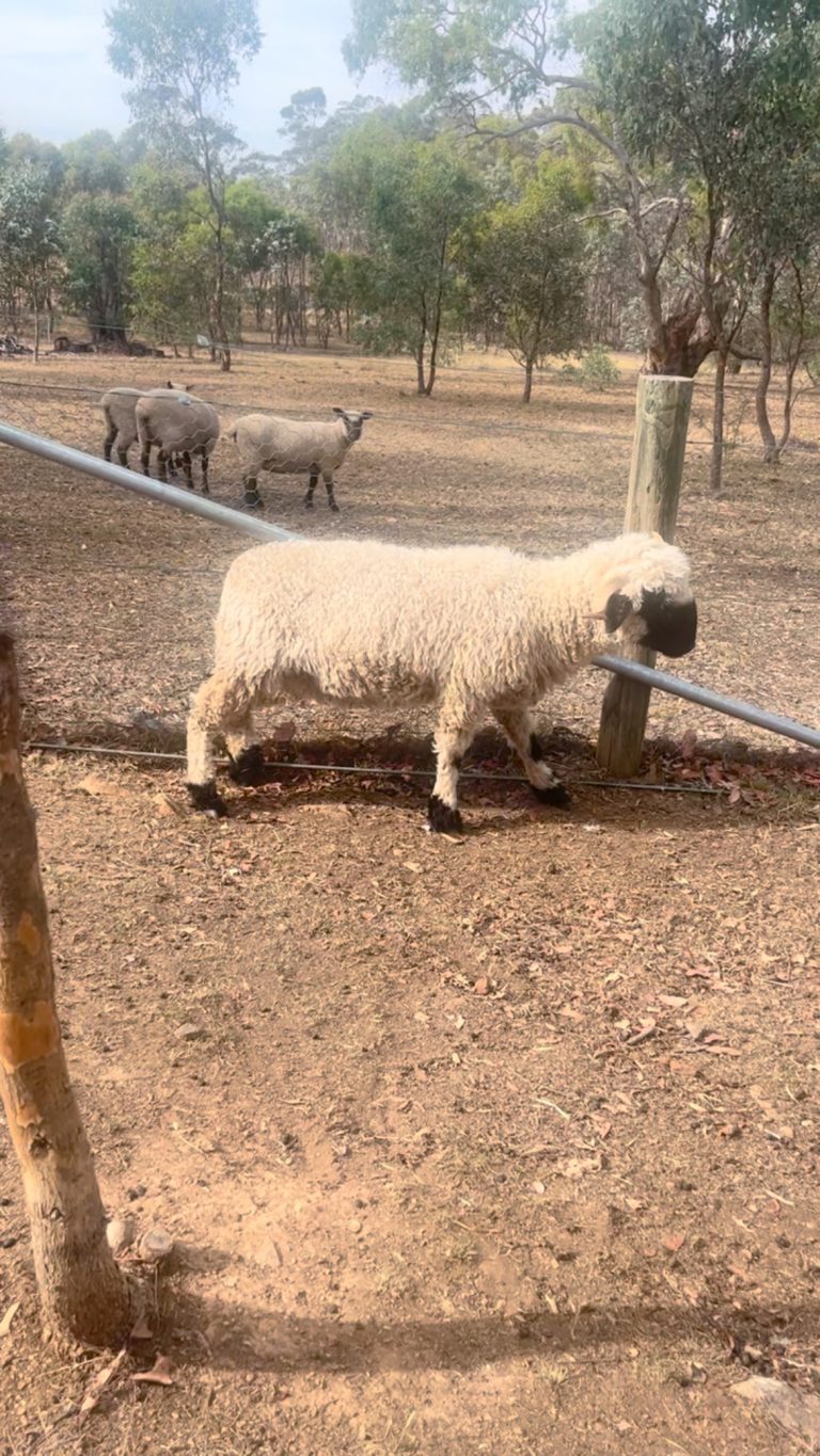 Instagram post from tiranorarebreedsfarm. This post is in position 5.