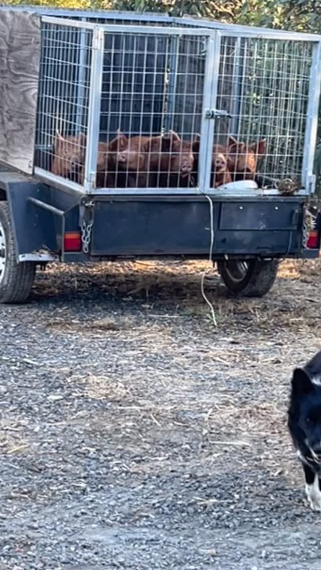 Instagram post from tiranorarebreedsfarm. This post is in position 2.