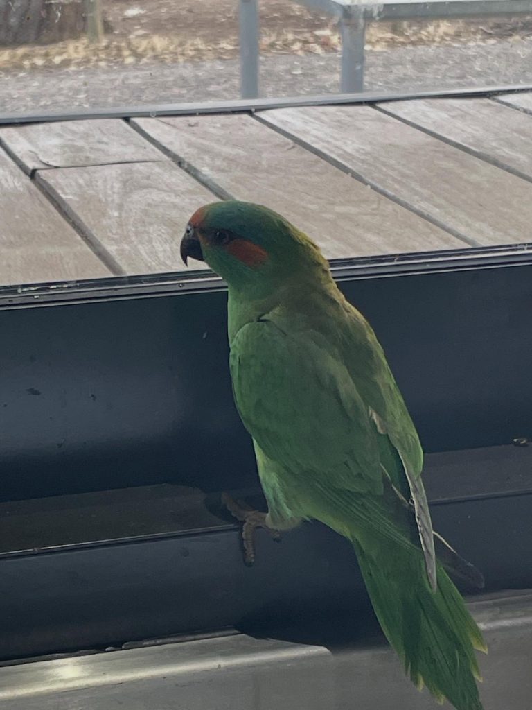 Instagram post from tiranorarebreedsfarm. This post is in position 1.