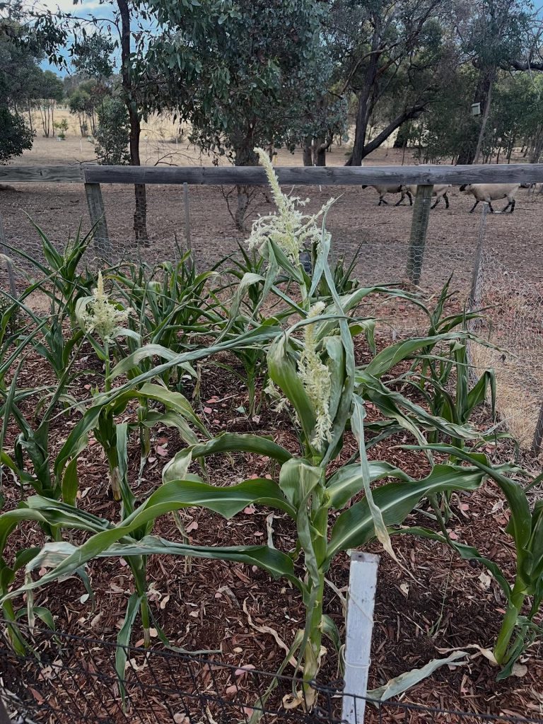 Instagram post from tiranorarebreedsfarm. This post is in position 3.